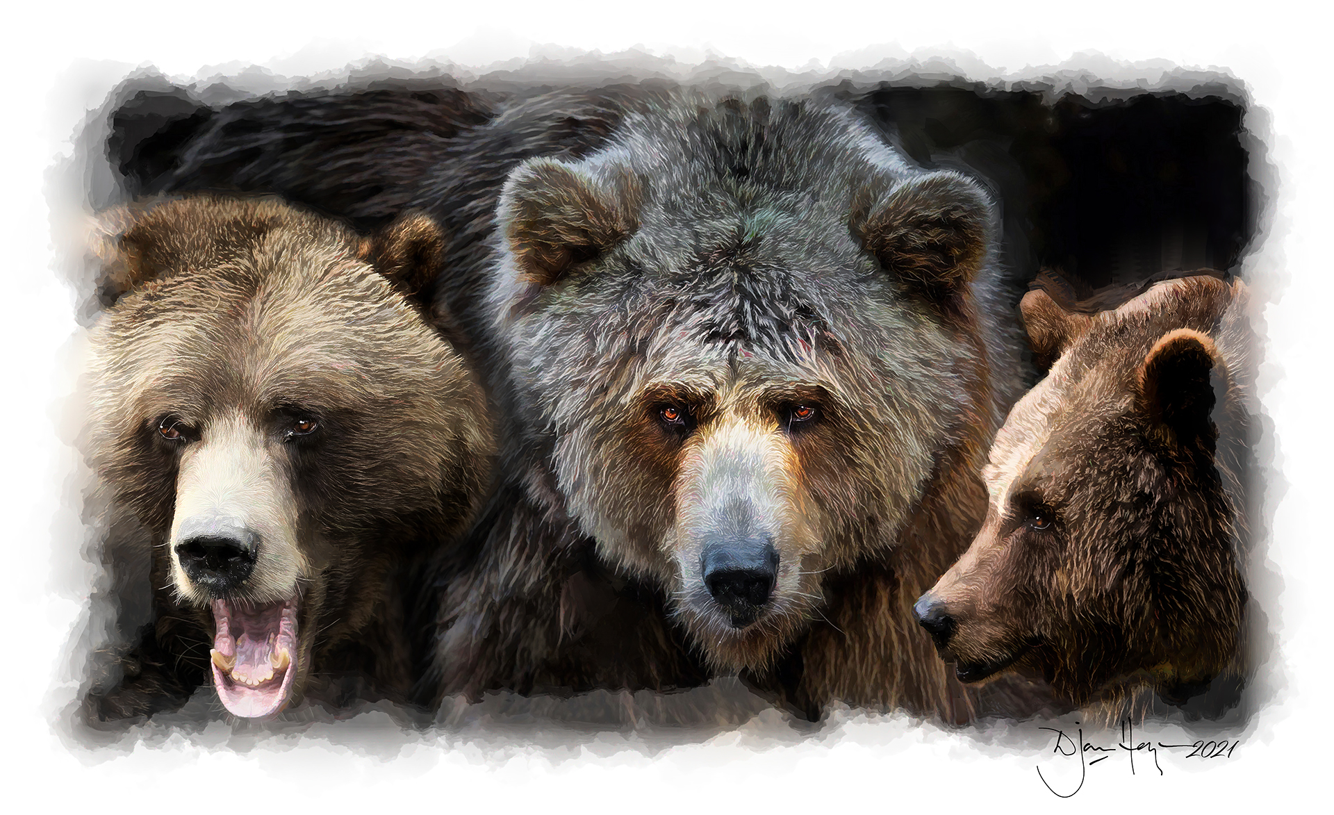 nature grizzlies wildlife