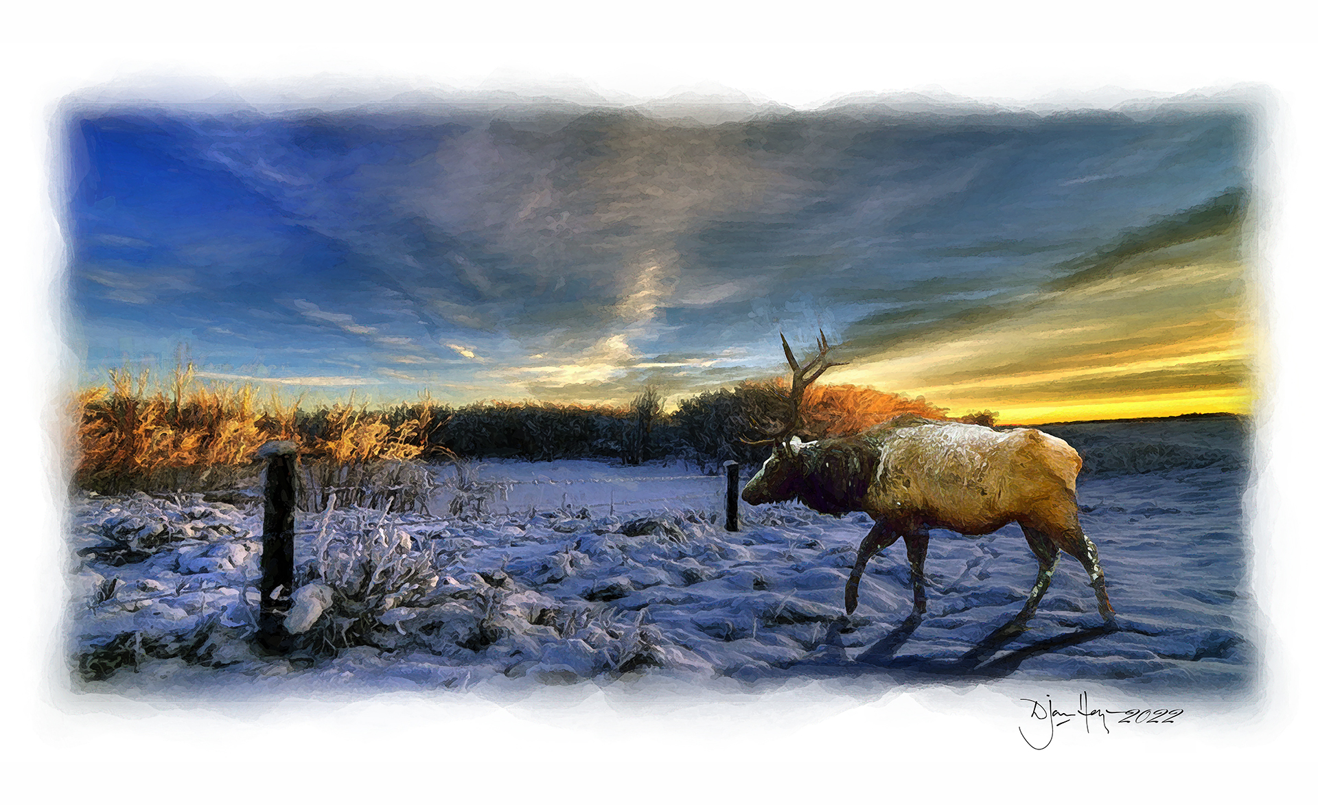 nature old-stag-at-the-setting-of-the-winters-sun deer