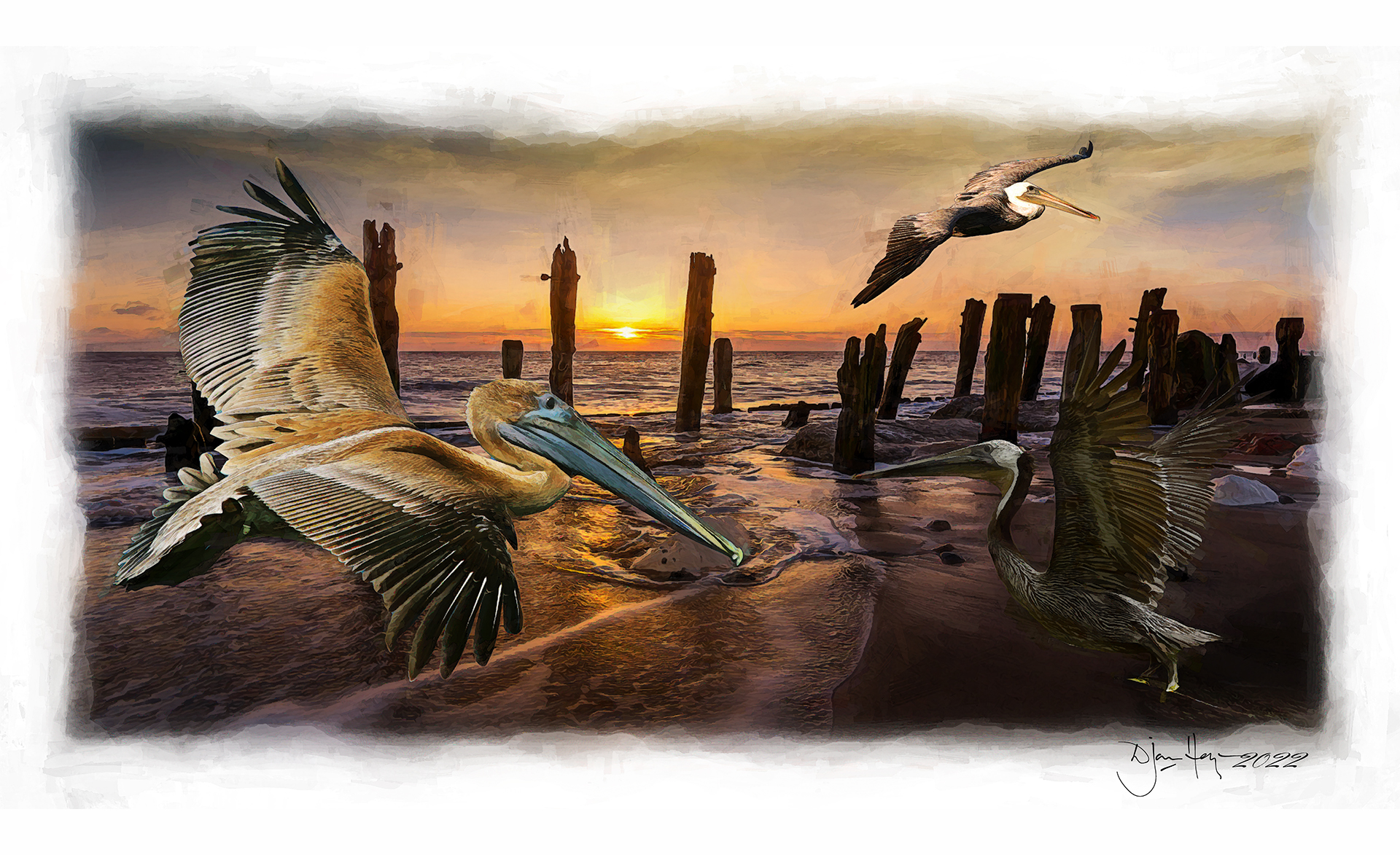 nature pelican-beach-at-sunrise birds