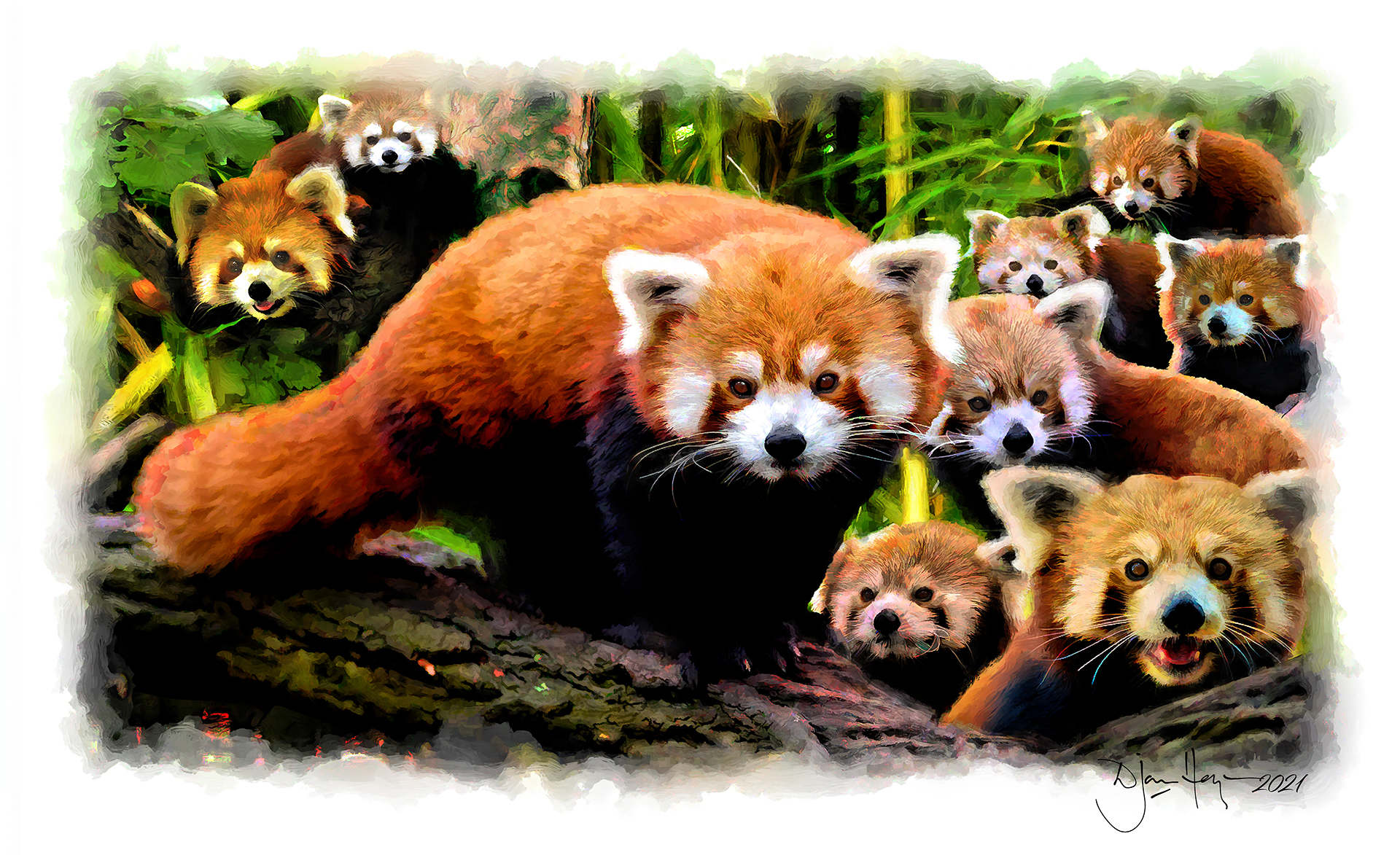 nature red-panda wildlife