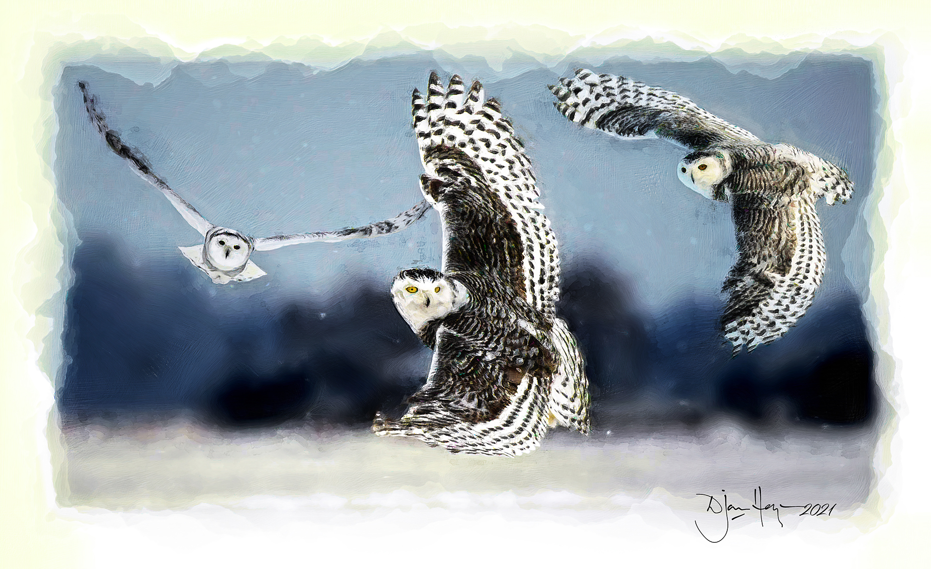 nature snowy-owls wildlife