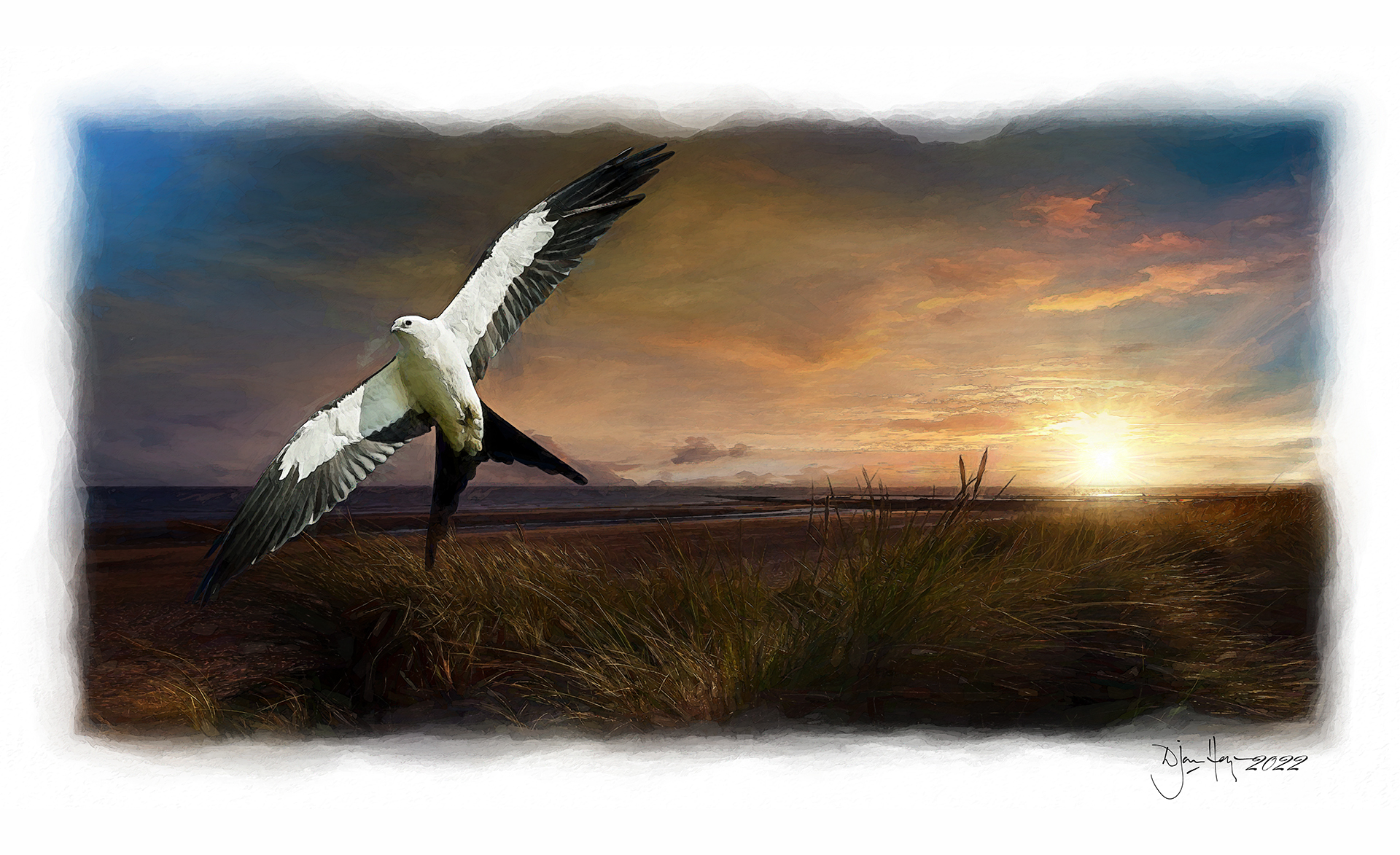nature swallow-tailed-kite-among-the-sand-dunes birds